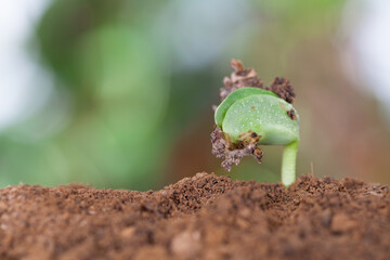 New sprouts emerging from the soil in the beginning of spring