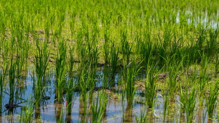 Thailand Rice Paddy Fields
