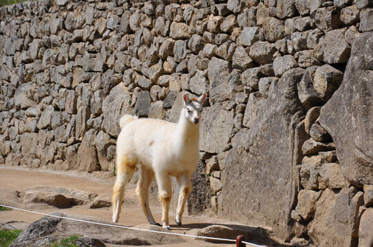 Resident llamas of Machu Picchu, standing on or near the stone ruins of the ancient city