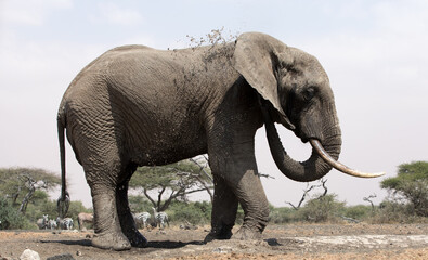 Obraz premium A close up of a single large Elephant (Loxodonta africana) at a water hole in Kenya. 