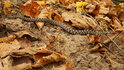 snake on the forest floor