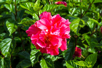Stunning double deep carmine pink  Hibiscus rosa-sinensis evergreen hibiscus Mrs George Davis blooming in autumn with large petals contrasted against green foliage adds decorative charm to a garden.