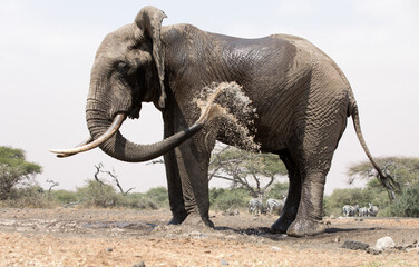 Fototapeta na wymiar A close up of a single large Elephant (Loxodonta africana) at a water hole in Kenya. 