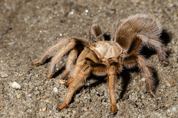 Desert Tarantula (Aphonopelma chalcodes)
