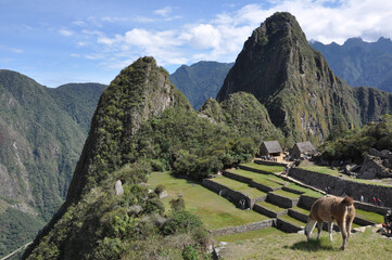 Cute llamas that live on the grounds of the ancient Incan city of Machu Picchu in Peru