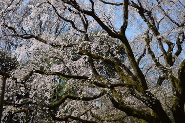 満開の桜（東京）
