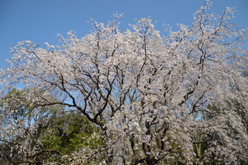 満開の桜（東京）
