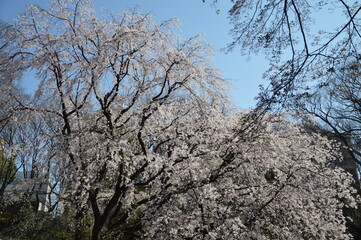 満開の桜（東京）
