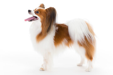 Papillon on white background