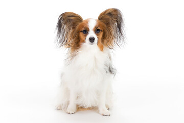 Papillon on white background