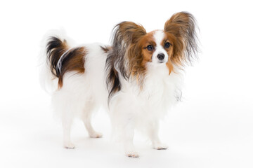 Papillon on white background