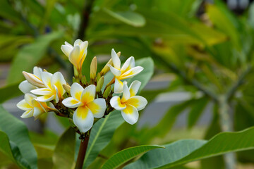 Plumeria, Frangipani flowers in the garden