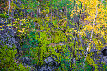 Trees illuminated by the sun in the autumn forest.
