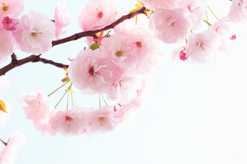八重桜