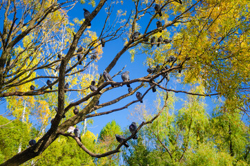 Fototapeta premium Many pigeons on a tree branch in autumn.