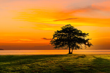 Fototapeta na wymiar Beautiful nature with big tree near the beach at sunset time.