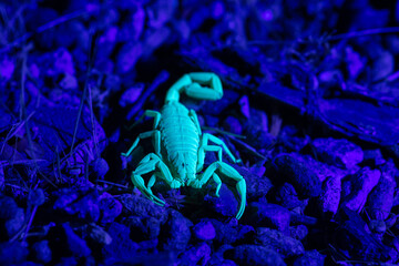 Arizona Bark Scorpion (Centruroides sculpturatus) under Ultraviolet light