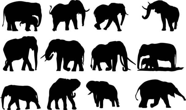 Set of Silhouette Design from the Elephant in Black