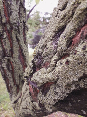 Tree bark and moss