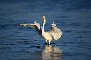 Great Egret, scientific name Ardea alba
