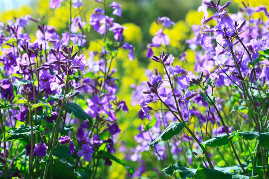 146 Best 紫花菜 Images Stock Photos Vectors Adobe Stock