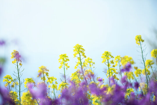 146 Best 紫花菜 Images Stock Photos Vectors Adobe Stock