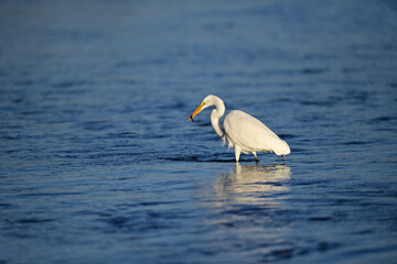 Great Egret, scientific name Ardea alba