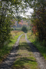 A rural path through a forest to a meadow with colourful autumn foliage.