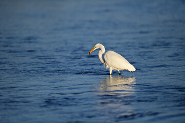 Great Egret, scientific name Ardea alba