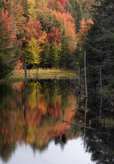 Fototapeta premium Autumn leaves reflected in a pond in Muskoka Ontario.