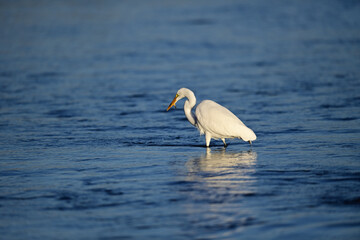 Great Egret, scientific name Ardea alba