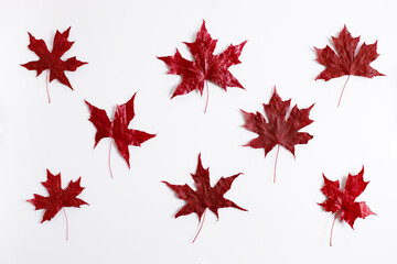 Maple leaves in red color on white background