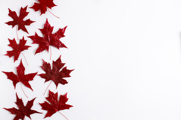Maple leaves in red color on white background
