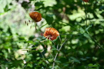 Obraz premium Oregon wildflower 