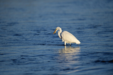 Great Egret, scientific name Ardea alba