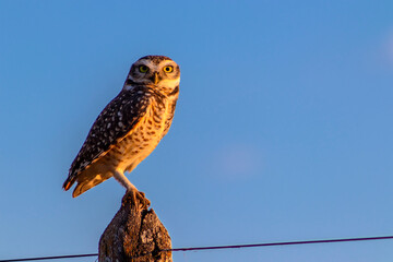 Burrowing Owl (Athene cunicularia or Speotyto cunicularia) on a fence in the countryside with blue sky background