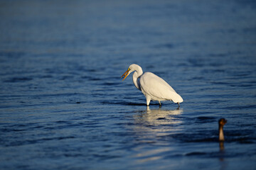 Great Egret, scientific name Ardea alba