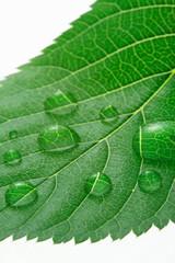 新緑の葉と水滴