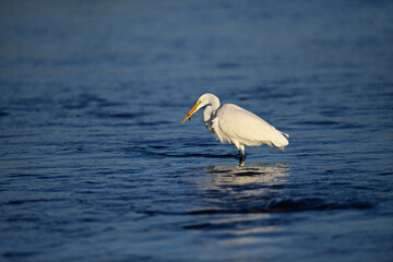 Great Egret, scientific name Ardea alba