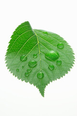 新緑の葉と水滴