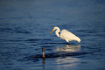 Great Egret, scientific name Ardea alba