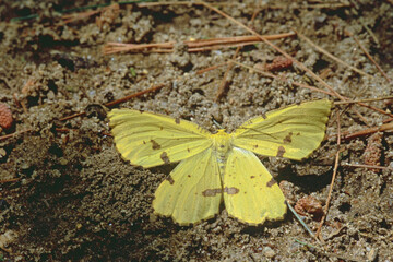 False Crocus Geometer Moth (Xanthotype urticaria)