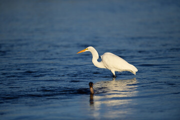 Great Egret, scientific name Ardea alba