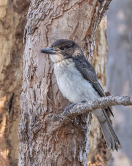 Juvenile Grey Butcherbird (Cracticus torquatus) perched on a branch - endemic to Australia