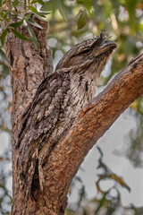 Tawny Frogmouth (Podargus strigoides) perched in a tree - native to Australia 