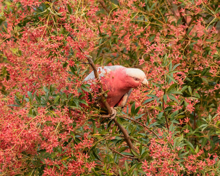 Australian Galah Or Rose-breasted Cockatoo (Eolophus Roseicapilla) Feeding On NSW Christmas Bush (Ceratopetalum Gummiferum) - Flowers Turn From White To Red Around Christmas Time