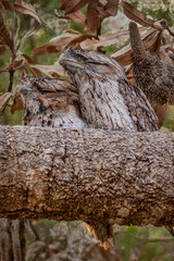 Two juvenile Tawny Frogmouths (Podargus strigoides) perched in a tree - native to Australia 
