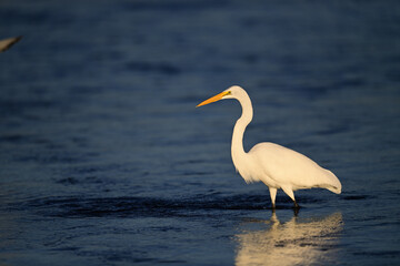 Great Egret, scientific name Ardea alba
