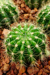 Close up of cactus plant in the garden