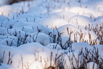 Thorny branches of trimmed bushes are covered with snow.